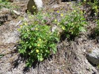 Idaho woodbeauty, sticky cinquefoil (<em>Drymocallis glabrata</em>)
