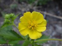 Idaho woodbeauty, sticky cinquefoil (<em>Drymocallis glabrata</em>)