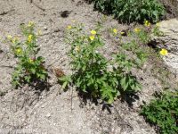 Idaho woodbeauty, sticky cinquefoil (<em>Drymocallis glabrata</em>)