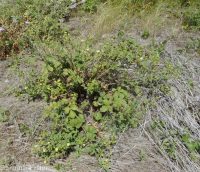common woodbeauty, sticky cinquefoil (<em>Drymocallis glandulosa var. glandulosa</em>)