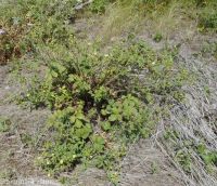 common woodbeauty, sticky cinquefoil (<em>Drymocallis glandulosa var. glandulosa</em>)