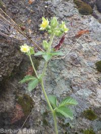 common woodbeauty, sticky cinquefoil (<em>Drymocallis glandulosa var. glandulosa</em>)