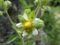 common woodbeauty, sticky cinquefoil (<em>Drymocallis glandulosa var. glandulosa</em>)