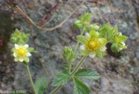 common woodbeauty, sticky cinquefoil (<em>Drymocallis glandulosa var. glandulosa</em>)