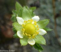 common woodbeauty, sticky cinquefoil (<em>Drymocallis glandulosa var. glandulosa</em>)