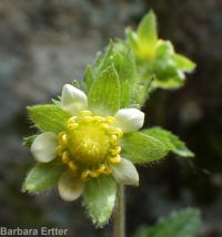 common woodbeauty, sticky cinquefoil (<em>Drymocallis glandulosa var. glandulosa</em>)