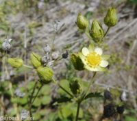 common woodbeauty, sticky cinquefoil (<em>Drymocallis glandulosa var. glandulosa</em>)