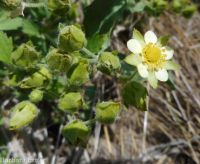common woodbeauty, sticky cinquefoil (<em>Drymocallis glandulosa var. glandulosa</em>)