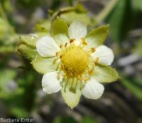 common woodbeauty, sticky cinquefoil (<em>Drymocallis glandulosa var. glandulosa</em>)