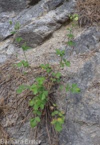 common woodbeauty, sticky cinquefoil (<em>Drymocallis glandulosa var. glandulosa</em>)
