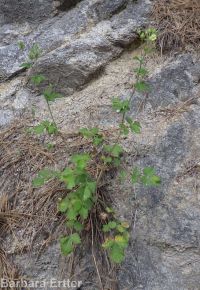 common woodbeauty, sticky cinquefoil (<em>Drymocallis glandulosa var. glandulosa</em>)