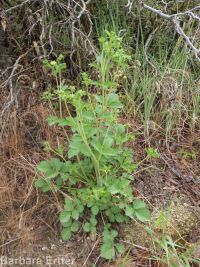 common woodbeauty, sticky cinquefoil (<em>Drymocallis glandulosa var. glandulosa</em>)
