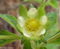 common woodbeauty, sticky cinquefoil (<em>Drymocallis glandulosa var. glandulosa</em>)