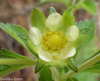 common woodbeauty, sticky cinquefoil (<em>Drymocallis glandulosa var. glandulosa</em>)