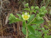 common woodbeauty, sticky cinquefoil (<em>Drymocallis glandulosa var. glandulosa</em>)