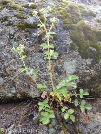 common woodbeauty, sticky cinquefoil (<em>Drymocallis glandulosa var. glandulosa</em>)