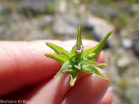 smooth spike-primrose (<em>Epilobium campestre</em>)