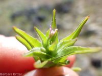 smooth spike-primrose (<em>Epilobium campestre</em>)
