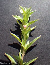 smooth spike-primrose (<em>Epilobium campestre</em>)