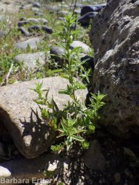 smooth spike-primrose (<em>Epilobium campestre</em>)