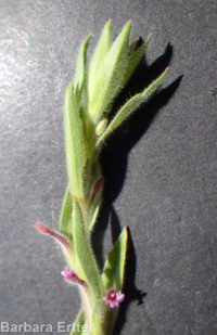 Torrey's, brook, or stiff spike-primrose (<em>Epilobium torreyi</em>)