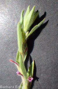 Torrey's, brook, or stiff spike-primrose (<em>Epilobium torreyi</em>)