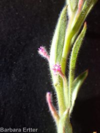 Torrey's, brook, or stiff spike-primrose (<em>Epilobium torreyi</em>)