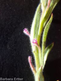 Torrey's, brook, or stiff spike-primrose (<em>Epilobium torreyi</em>)