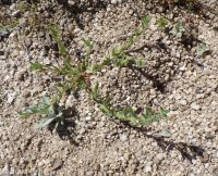 Torrey's, brook, or stiff spike-primrose (<em>Epilobium torreyi</em>)