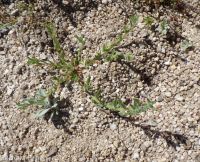 Torrey's, brook, or stiff spike-primrose (<em>Epilobium torreyi</em>)