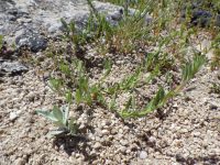 Torrey's, brook, or stiff spike-primrose (<em>Epilobium torreyi</em>)