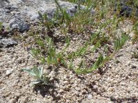 Torrey's, brook, or stiff spike-primrose (<em>Epilobium torreyi</em>)