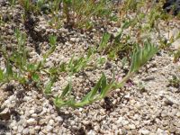 Torrey's, brook, or stiff spike-primrose (<em>Epilobium torreyi</em>)