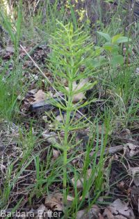 common or field horsetail (<em>Equisetum arvense</em>)