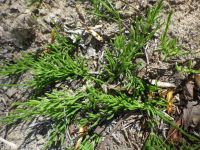 common or field horsetail (<em>Equisetum arvense</em>)