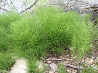 common or field horsetail (<em>Equisetum arvense</em>)