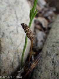 common or field horsetail (<em>Equisetum arvense</em>)