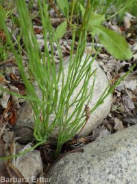 common or field horsetail (<em>Equisetum arvense</em>)