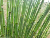  (<em>Equisetum hyemale</em>)
