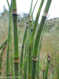  (<em>Equisetum hyemale</em>)