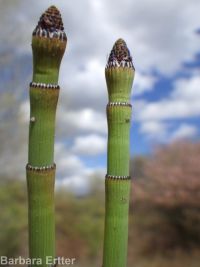smooth scouring-rush (<em>Equisetum laevigatum</em>)