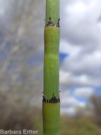 smooth scouring-rush (<em>Equisetum laevigatum</em>)