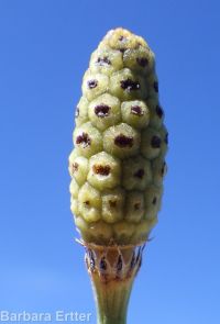 smooth scouring-rush (<em>Equisetum laevigatum</em>)