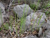 smooth scouring-rush (<em>Equisetum laevigatum</em>)