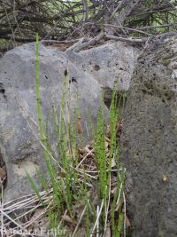 smooth scouring-rush (<em>Equisetum laevigatum</em>)