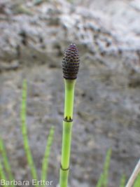 smooth scouring-rush (<em>Equisetum laevigatum</em>)