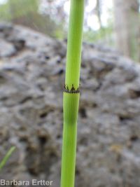 smooth scouring-rush (<em>Equisetum laevigatum</em>)