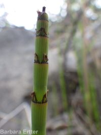 smooth scouring-rush (<em>Equisetum laevigatum</em>)