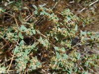 ribseed spurge or sandmat (<em>Euphorbia glyptosperma</em>)