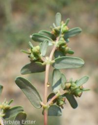 ribseed spurge or sandmat (<em>Euphorbia glyptosperma</em>)